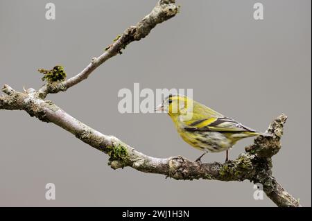 Siskin eurasien ( Spinus spinus ), oiseau mâle en robe de reproduction, perché sur une branche sèche d'un Bush aîné, faune, Europe. Banque D'Images