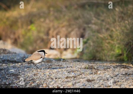 Rivière Lapwing, Vanellus duvaucelii, Uttarakhand, Inde Banque D'Images