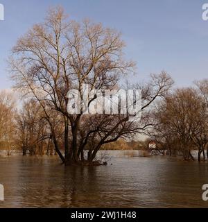 Arbres partiellement submergés entourés d'eaux d'inondation sur le Rhin près de Düsseldorf, région du Bas-Rhin, Allemagne. Banque D'Images