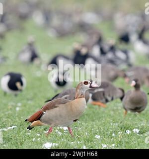 L'oie égyptienne (Alopochen aegyptiacus), espèce envahissante en hiver, devant l'hivernage des oies nordiques / arctiques, marchant sur les terres agricoles, la faune, l'Euro Banque D'Images