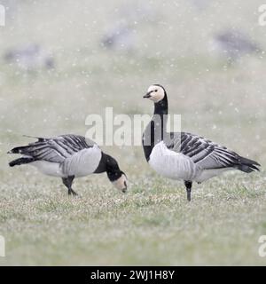 Bernacle Oies ( Branta leucopsis ), troupeau en hiver, se nourrissant d'un pâturage pendant la pluie de neige, on observe autour, la faune, l'Europe. Banque D'Images