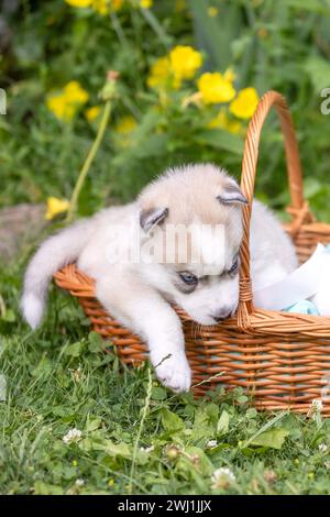 Chiot Husky sibérien mignon avec les yeux bleus dans le panier Banque D'Images