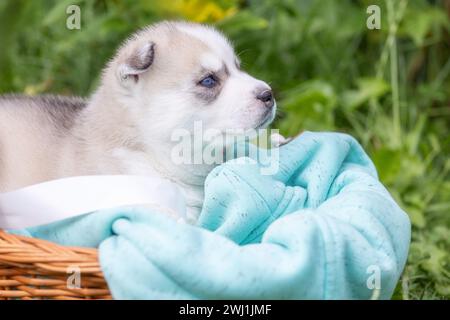 Chiot Husky sibérien mignon avec les yeux bleus dans le panier Banque D'Images