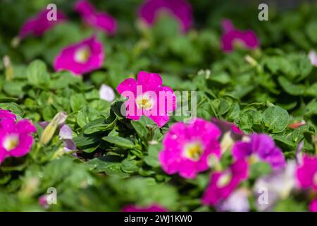 Fleurs de pétunia violettes poussent dans un jardin par une journée ensoleillée, photo en gros plan avec flou sélectif Banque D'Images