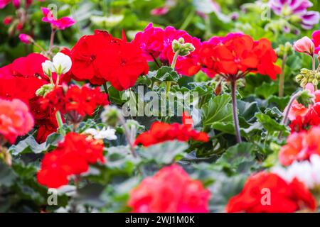 Fleurs rouges, Pelargonium gros plan photo avec flou sélectif Banque D'Images