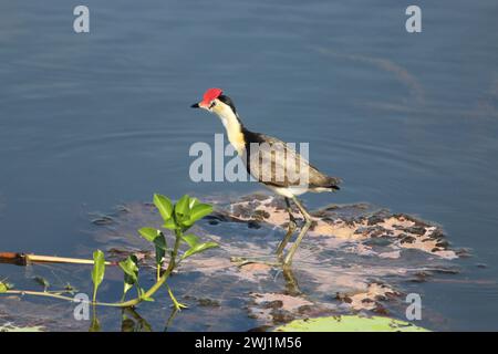 Jacana à crête en peigne à Yellow Water dans le parc national de Kakadu Banque D'Images