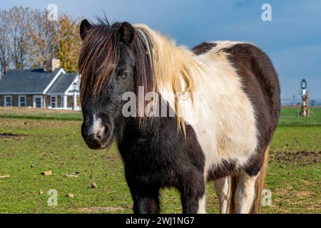 Vue d'un cheval noir et blanc debout dans un pâturage regardant droit à vous Banque D'Images