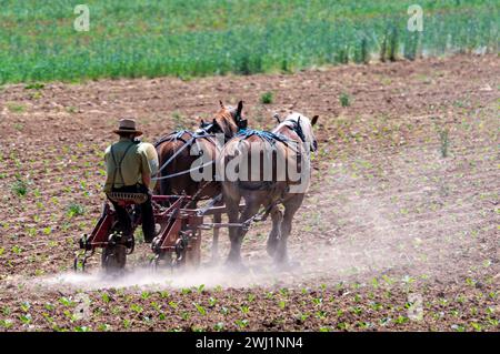 Vue d'un agriculteur Amish cultivant son champ avec deux chevaux tirant Banque D'Images