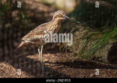 Le carrelage en pierre ou le genou épais du buisson habituellement nocturne (Burhinus grallarius) vu ici pendant la journée. Les oiseaux sont également connus comme un bus du sud Banque D'Images