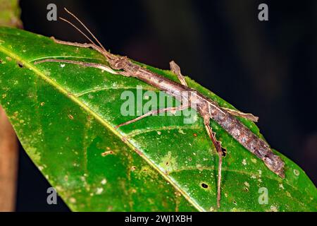 Insecte bâton (Rhynchacris sp.) De Laguna de Lagarto, Costa Rica. Banque D'Images