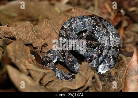 Aileater commun (Sibon nebulatus) de Laguna de Lagarto, Costa Rica. Banque D'Images