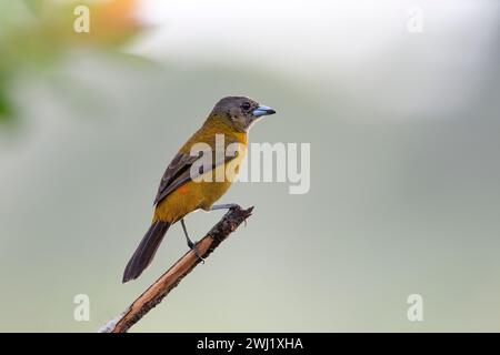 Tanager écarlate (Ramphocelus passerinii), femelle) de Laguna de Lagarto, Costa Rica. Banque D'Images