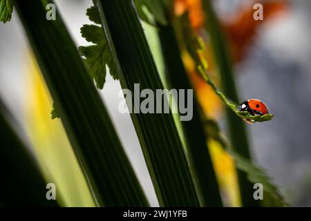 ROYAUME-UNI. Angleterre, Walsall. Photo de Shaun Fellows / Alamy News. 12/02/2024 . Coccinelle (Coccinellidae Beetle) 7 tache repérée au début de la saison dans un jardin à Walsall, West Midlands. Ils ne sont généralement pas vus avant la mi-mars lorsqu'ils sont à la recherche de nourriture. Avez-vous repéré le puceron caché sous la feuille en essayant de ne pas être repéré pour le déjeuner! Banque D'Images