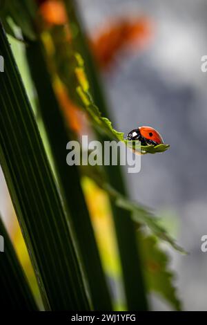 ROYAUME-UNI. Angleterre, Walsall. Photo de Shaun Fellows / Alamy News. 12/02/2024 . Coccinelle (Coccinellidae Beetle) 7 tache repérée au début de la saison dans un jardin à Walsall, West Midlands. Ils ne sont généralement pas vus avant la mi-mars lorsqu'ils sont à la recherche de nourriture. Avez-vous repéré le puceron caché sous la feuille en essayant de ne pas être repéré pour le déjeuner! Banque D'Images