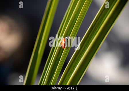 ROYAUME-UNI. Angleterre, Walsall. Photo de Shaun Fellows / Alamy News. 12/02/2024 . Coccinelle (Coccinellidae Beetle) 7 tache repérée au début de la saison dans un jardin à Walsall, West Midlands. Ils ne sont généralement pas vus avant la mi-mars lorsqu'ils sont à la recherche de nourriture. Banque D'Images