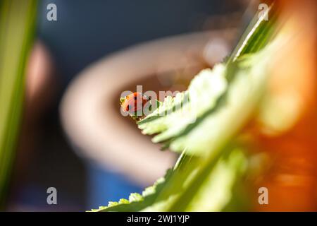 ROYAUME-UNI. Angleterre, Walsall. Photo de Shaun Fellows / Alamy News. 12/02/2024 . Coccinelle (Coccinellidae Beetle) 7 tache repérée au début de la saison dans un jardin à Walsall, West Midlands. Ils ne sont généralement pas vus avant la mi-mars lorsqu'ils sont à la recherche de nourriture. Avez-vous repéré le puceron caché sous la feuille en essayant de ne pas être repéré pour le déjeuner! Banque D'Images