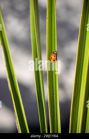 ROYAUME-UNI. Angleterre, Walsall. Photo de Shaun Fellows / Alamy News. 12/02/2024 . Coccinelle (Coccinellidae Beetle) 7 tache repérée au début de la saison dans un jardin à Walsall, West Midlands. Ils ne sont généralement pas vus avant la mi-mars lorsqu'ils sont à la recherche de nourriture. Banque D'Images