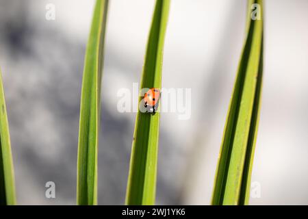 ROYAUME-UNI. Angleterre, Walsall. Photo de Shaun Fellows / Alamy News. 12/02/2024 . Coccinelle (Coccinellidae Beetle) 7 tache repérée au début de la saison dans un jardin à Walsall, West Midlands. Ils ne sont généralement pas vus avant la mi-mars lorsqu'ils sont à la recherche de nourriture. Banque D'Images