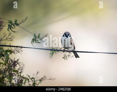 Un moineau de maison perché sur un fil sur un fond pâle flou. Banque D'Images
