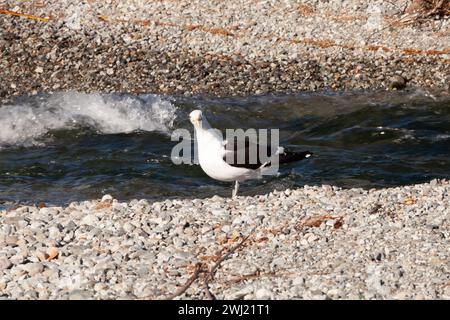mouette sur la rive d'un ruisseau sur une plage parsemée de galets, Amérique du Sud, Patagonie Banque D'Images