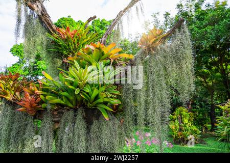 Tillandsia Usneoides et bromélaïne sur les branches d'arbres dans la forêt tropicale humide, faune végétale. Banque D'Images