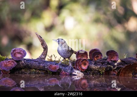 Laughingthrush, Ianthocinta rufogularis, Uttarakhand, Inde Banque D'Images