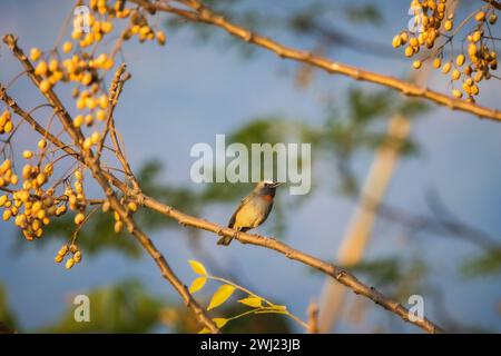 Flycatcher, Ficedula strophiata, Bengale occidental, Inde Banque D'Images