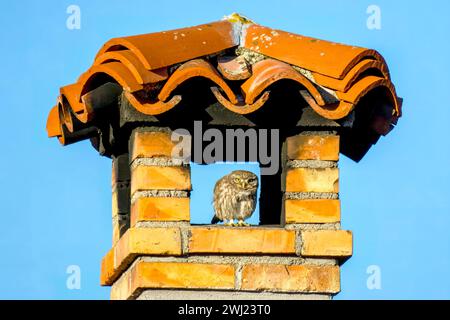 Little Owl, Athene Noctua, Italie du Nord-est Banque D'Images