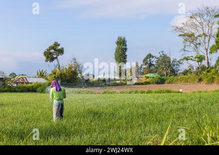 Bali, Indonésie - 13 septembre 2019 : femme travaillant dans les filières de riz de bali, Indonésie Banque D'Images