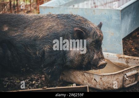 Pot-bellied pig (Sus scrofa domesticus) Banque D'Images