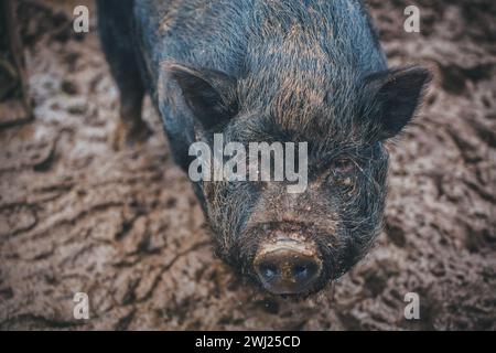 Pot-bellied pig (Sus scrofa domesticus) Banque D'Images