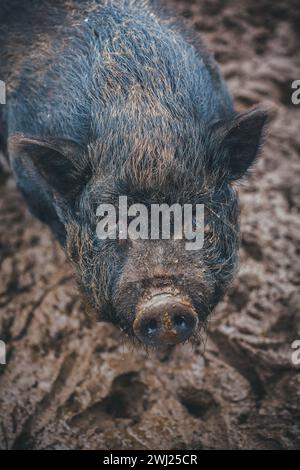 Pot-bellied pig (Sus scrofa domesticus) Banque D'Images