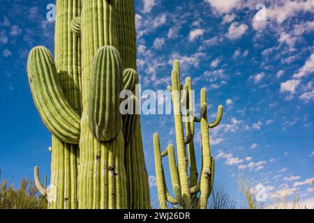 Un Cactus Saguaro long et élancé à Catalina SP, Arizona Banque D'Images