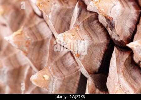 Gros plan des feuilles d'un Coulter Pinecone avec spirales de fibonacci Banque D'Images