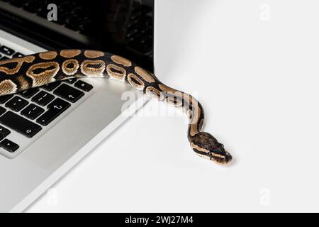 Serpent Python et ordinateur portable. Concept d'utilisation d'un langage de programmation de haut niveau pour le génie logiciel. Banque D'Images