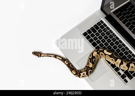 Serpent Python et ordinateur portable. Concept d'utilisation d'un langage de programmation de haut niveau pour le génie logiciel. Banque D'Images