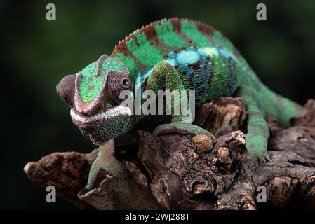 Female chameleon panther on a tree branch Banque D'Images
