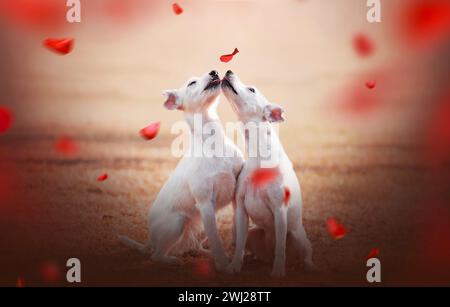 Portrait de deux chiens sur préparé Saint Valentin. Banque D'Images
