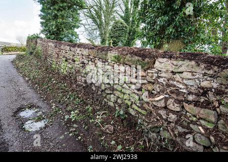 L'effet de la croissance du lierre sur l'intégrité d'un mur de pierres sèches. Ivy Clearance long Preston Churchyard (St Marys). Banque D'Images