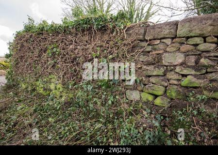 L'effet de la croissance du lierre sur l'intégrité d'un mur de pierres sèches. Ivy Clearance long Preston Churchyard (St Marys). Banque D'Images