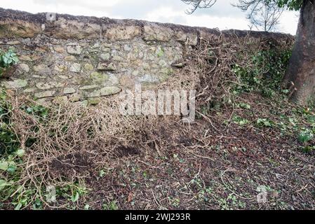 L'effet de la croissance du lierre sur l'intégrité d'un mur de pierres sèches. Ivy Clearance long Preston Churchyard (St Marys). Banque D'Images