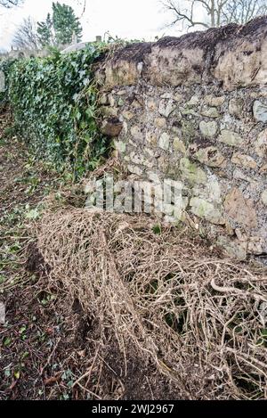 L'effet de la croissance du lierre sur l'intégrité d'un mur de pierres sèches. Ivy Clearance long Preston Churchyard (St Marys). Banque D'Images