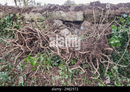 L'effet de la croissance du lierre sur l'intégrité d'un mur de pierres sèches. Ivy Clearance long Preston Churchyard (St Marys). Banque D'Images