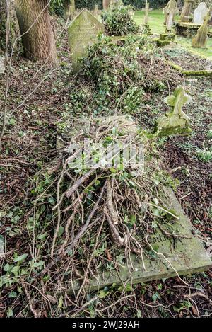 L'effet de la croissance du lierre sur l'intégrité d'un mur de pierres sèches. Ivy Clearance long Preston Churchyard (St Marys). Banque D'Images