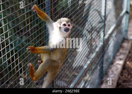 La Londe les Maures, France. 12 février 2024. © PHOTOPQR/LA PROVENCE/PENNANT Franck ; la Londe les Maures ; 12/02/2024 ; quinze singes écureuils (ou Saïmiri) ont été dérobés au jardin zoologique tropical de la Londe les Maures dans le Var (83) dans la nuit du 26 au 27 janvier 2024. Içi, les animaux restant dans leur enclos la Londes des Maures, France, 12 février 2024. Quinze singes écureuils (ou Saïmiri) ont été volés au jardin zoologique tropical de la Londe les Maures dans le Var (83) dans la nuit du 26 au 27 janvier 2024. Crédit : MAXPPP/Alamy Live News Banque D'Images