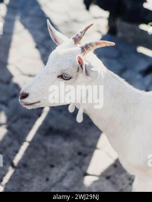 Chèvres sud-américaines typiques dans une ferme Banque D'Images