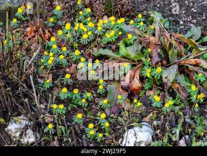 Fleurs jaunes d'aconites d'hiver dans le jardin Banque D'Images