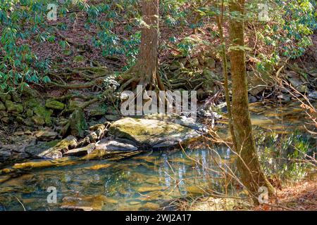 Un grand arbre mature avec des racines exposées se répandant vers l'extérieur poussant sur des rochers et des rochers sur une colline le long du ruisseau dans la forêt par une journée ensoleillée i Banque D'Images