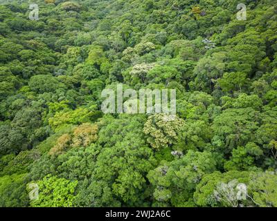 Belle vue aérienne sur la canopée verte de la forêt tropicale dans le parc Tijuca Banque D'Images