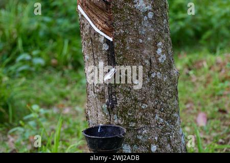 Latex laiteux extrait de l'arbre à caoutchouc sur le terrain Banque D'Images